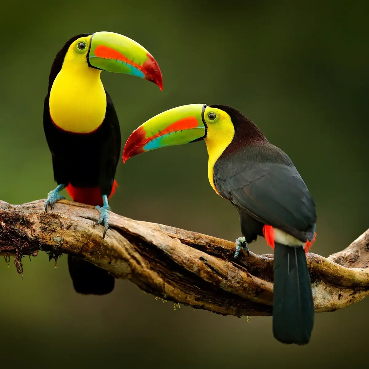 Nombreuses sont les régions où vous pouvez rencontrer des animaux sauvages. Sur cette page, vous trouverez les meilleures destinations pour les amoureux de la nature. Safaris en Tanzanie dans le cratère de N'gorongoro jusqu'au parc national d'Akan au Japon, à vous de choisir ...